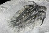 Spiny Comura Trilobite - Top Quality Specimen #106852-4